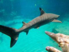 Fazendo novos "amigos" no Discovery Cove Orlando