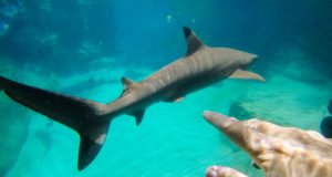 Fazendo novos "amigos" no Discovery Cove Orlando