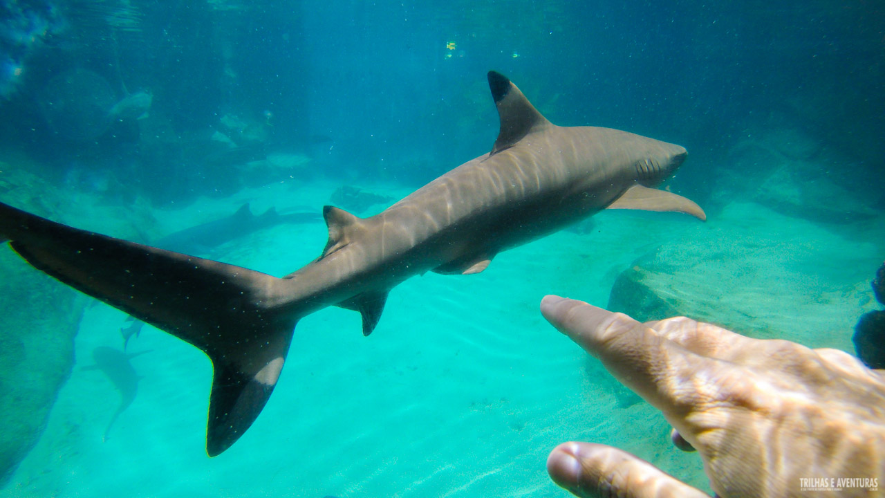 Fazendo novos "amigos" no Discovery Cove Orlando