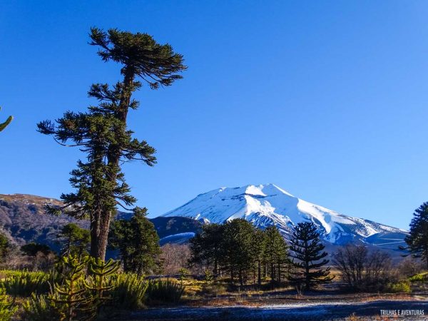 A Araucária milenar e o Vulcão Lonquimay em Corralco