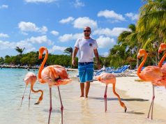 Caminhando com os flamingos na Renaissance Private Island em Aruba
