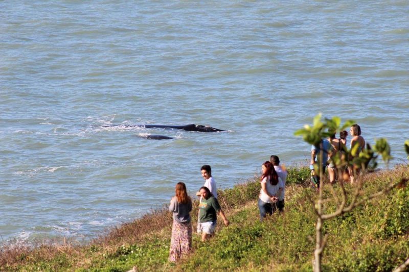 Observação de Baleias em SC - Foto: Julio Vicente