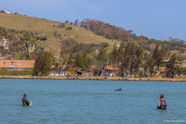 Pesca artesanal com ajuda dos golfinhos em Laguna - SC