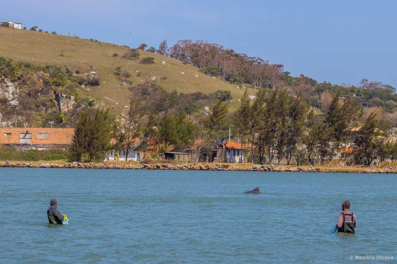 Pesca artesanal com ajuda dos golfinhos em Laguna - SC