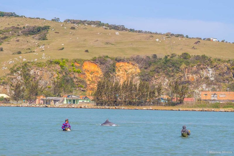 Pesca artesanal com ajuda dos golfinhos em Laguna - SC