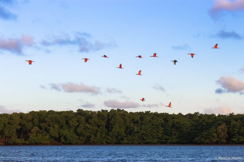 A revoada dos guarás no Delta do Parnaíba é de arrepiar!