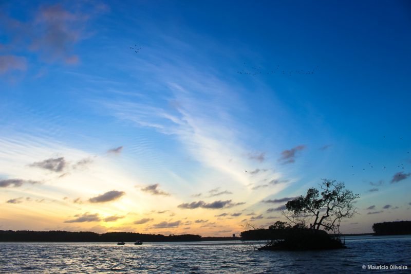 Revoada dos guarás durante o pôr do sol no Delta do Parnaíba - PI