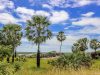 Um jardim de Carnaúbas no topo das pedras de Chaval, no Ceará