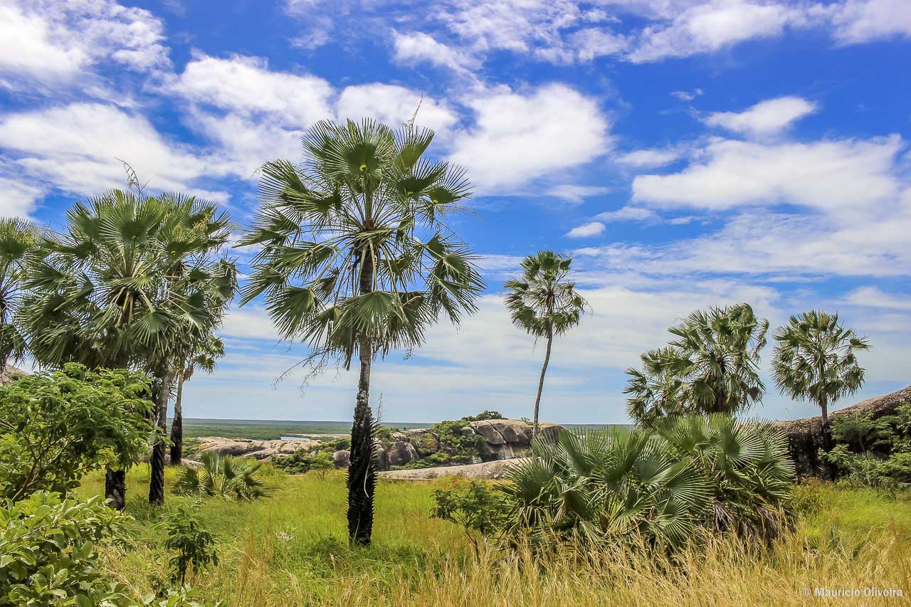 Um jardim de Carnaúbas no topo das pedras de Chaval, no Ceará