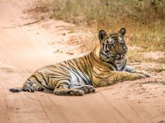 Bandhavgarh National Park - A casa do tigre branco no Índia