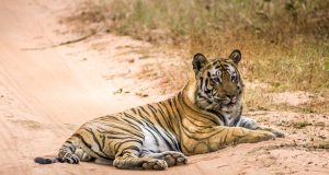 Bandhavgarh National Park - A casa do tigre branco no Índia