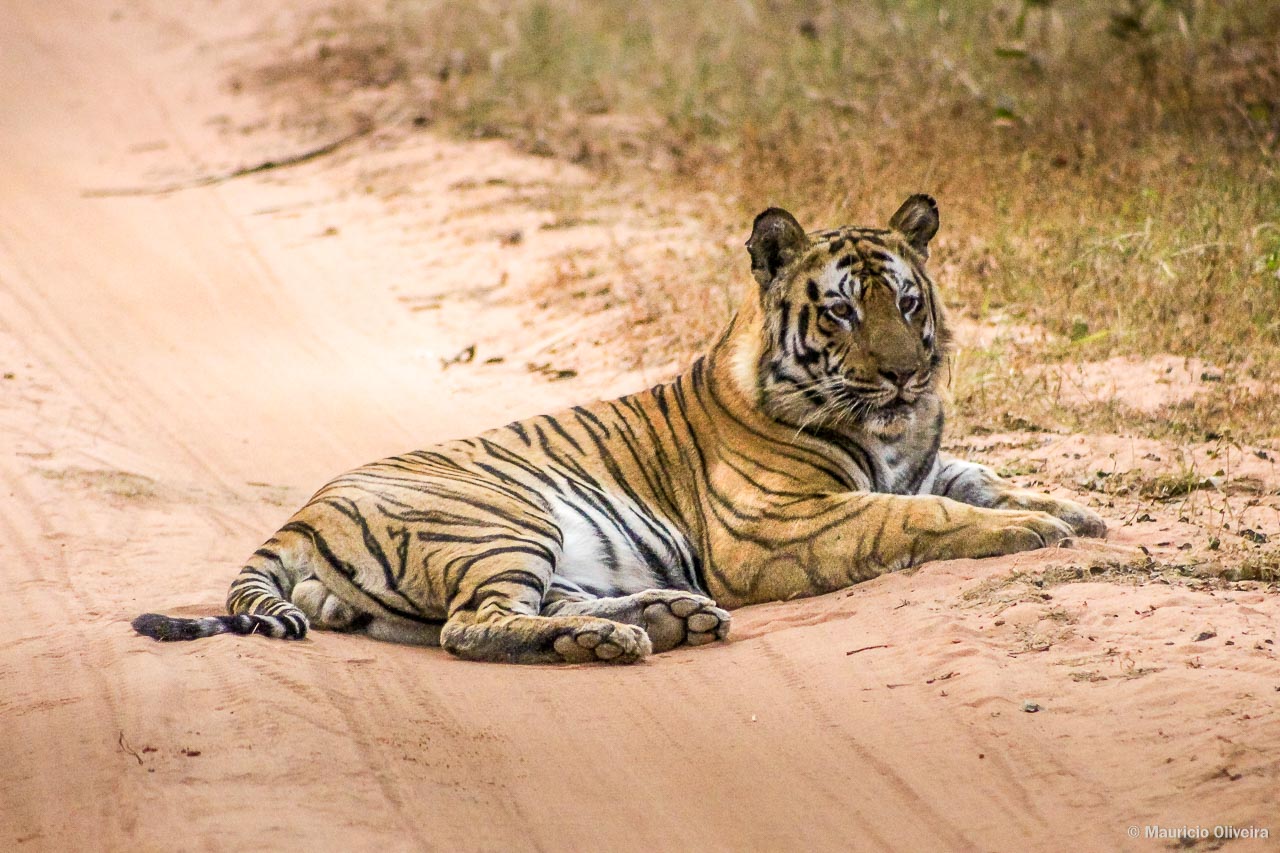 Bandhavgarh National Park - A casa do tigre branco no Índia