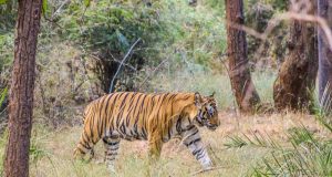 O Safári na Índia e o Tigre-de-Bengala