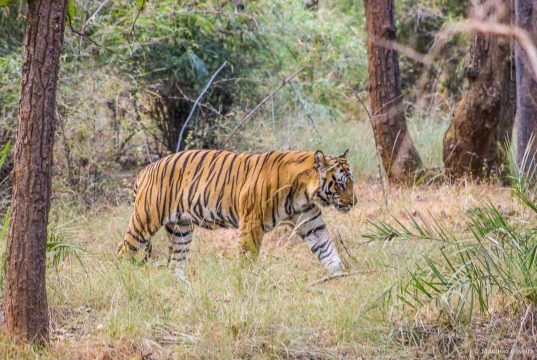 O Safári na Índia e o Tigre-de-Bengala