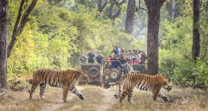 Kanha National Park - Onde ver os tigres-de-bengala na Índia