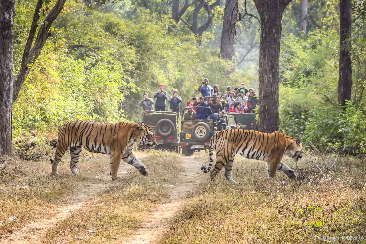 Kanha National Park - Onde ver os tigres-de-bengala na Índia