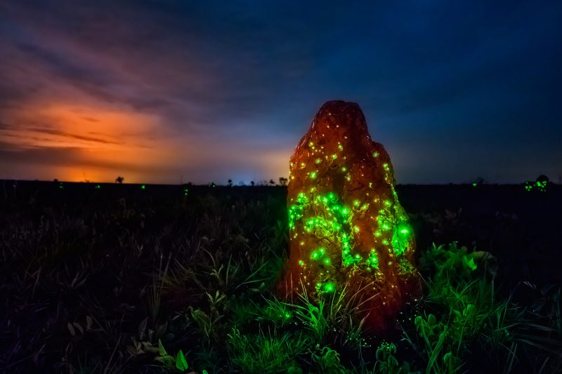 Fenômeno da bioluminescência no Parque Nacional das Emas - GO / Foto: Ary Bassous