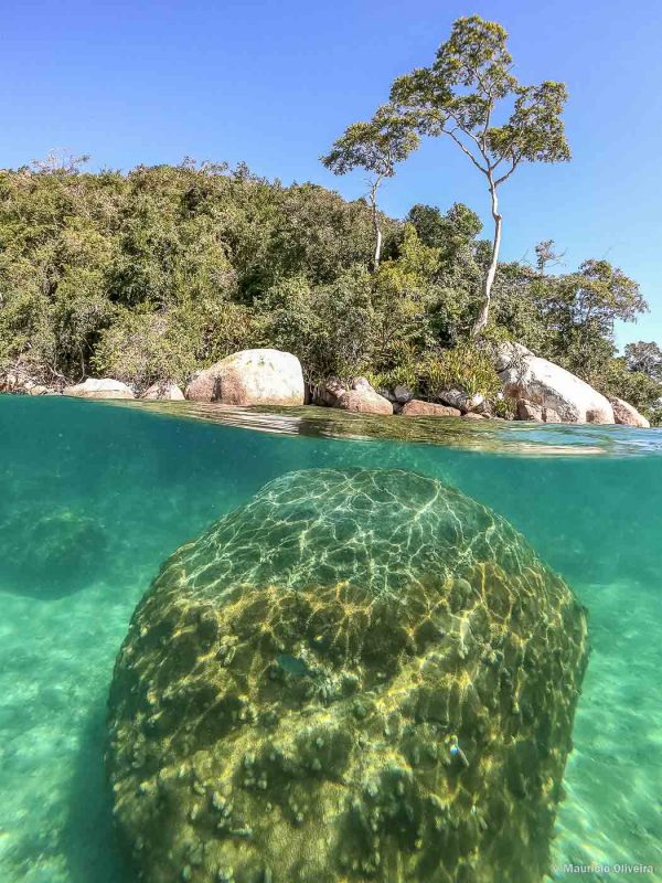 Corais na Lagoa Verde, em Ilha Grande - RJ