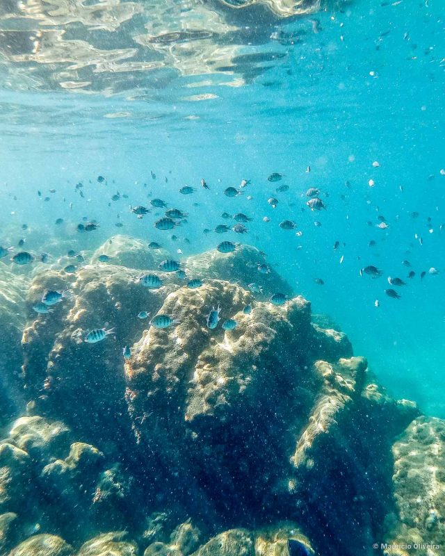 Cardume na Lagoa Azul, em Ilha Grande - RJ