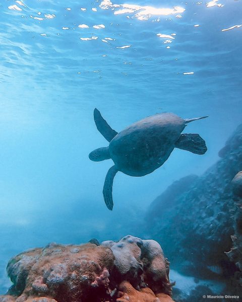 Tartaruga na Lagoa Azul, em Ilha Grande - RJ