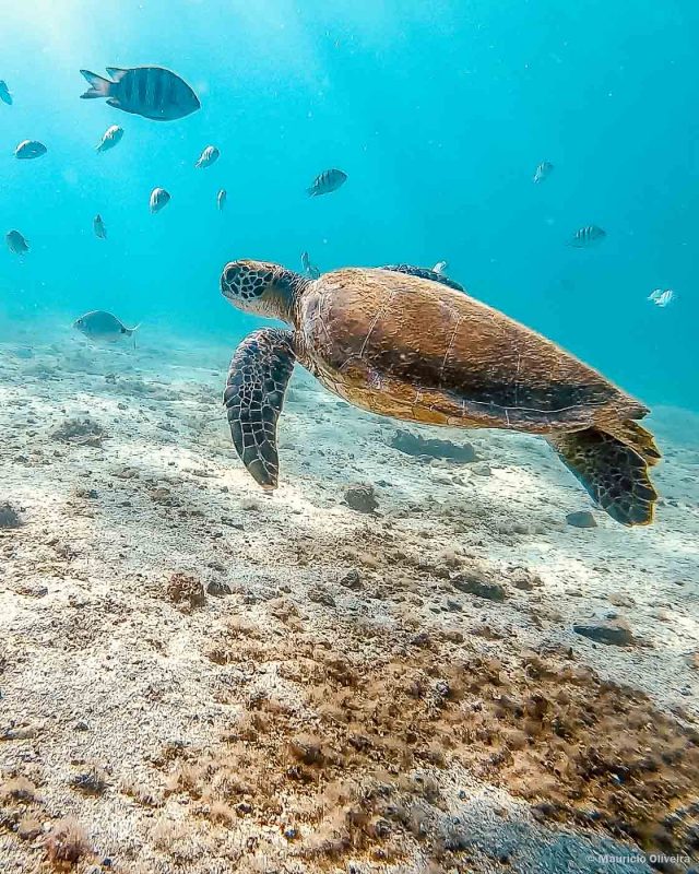 Tartaruga na Lagoa Verde, em Ilha Grande - RJ