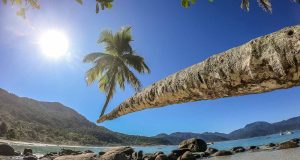 Coqueiro da Praia do Aventureiro, em Ilha Grande - RJ