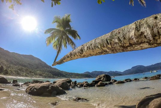 Coqueiro da Praia do Aventureiro, em Ilha Grande - RJ