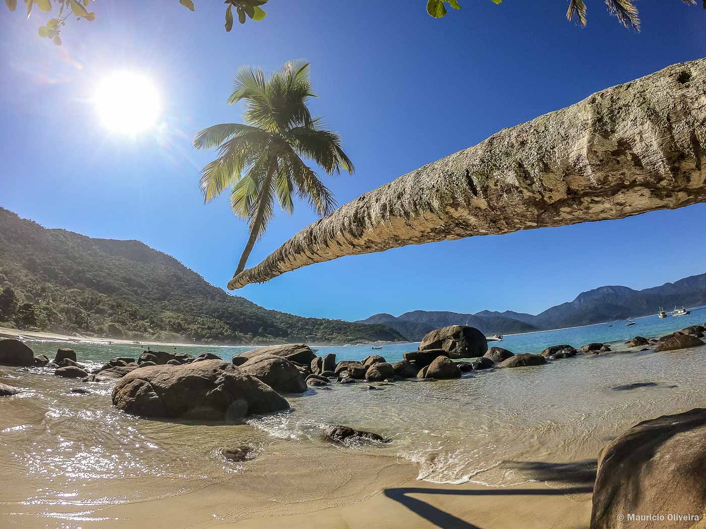 Coqueiro da Praia do Aventureiro, em Ilha Grande - RJ