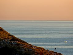 Observação de baleias em Arraial do Cabo