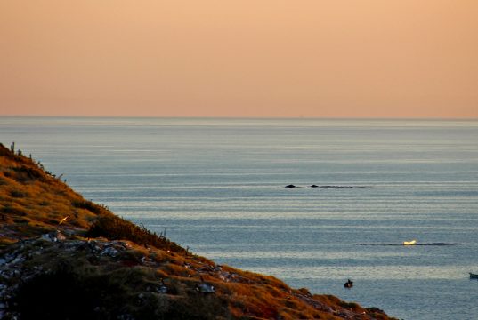 Observação de baleias em Arraial do Cabo