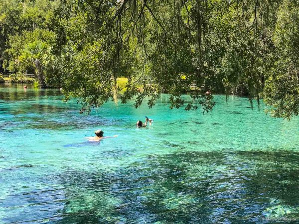 Springs da Flórida: 10+ Piscinas naturais lindas pertinho de Orlando