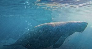 Foi um sonho realizado poder nadar com peixes-boi na Flórida
