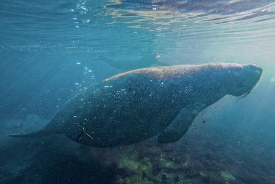 Foi um sonho realizado poder nadar com peixes-boi na Flórida