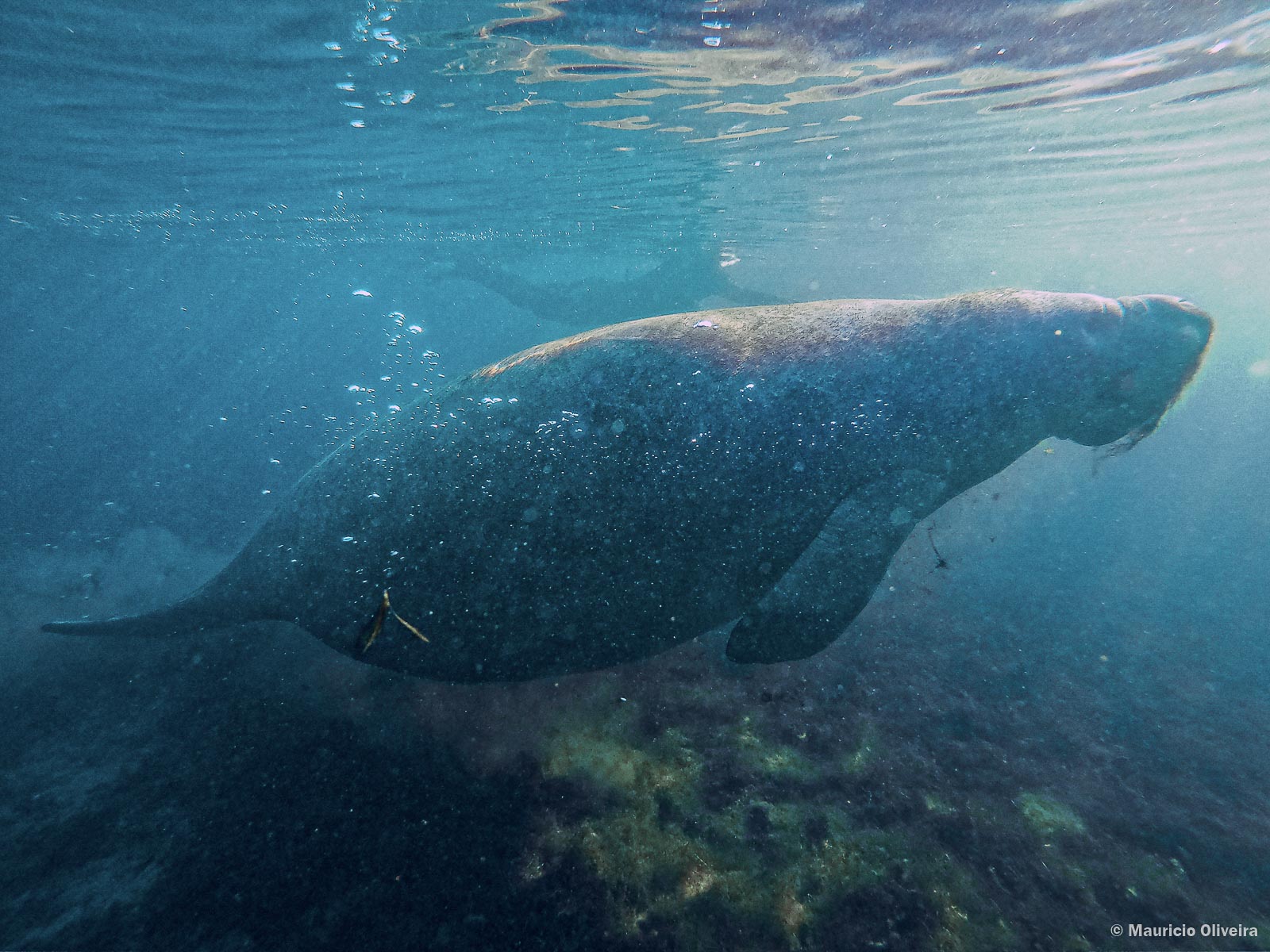 Foi um sonho realizado poder nadar com peixes-boi na Flórida