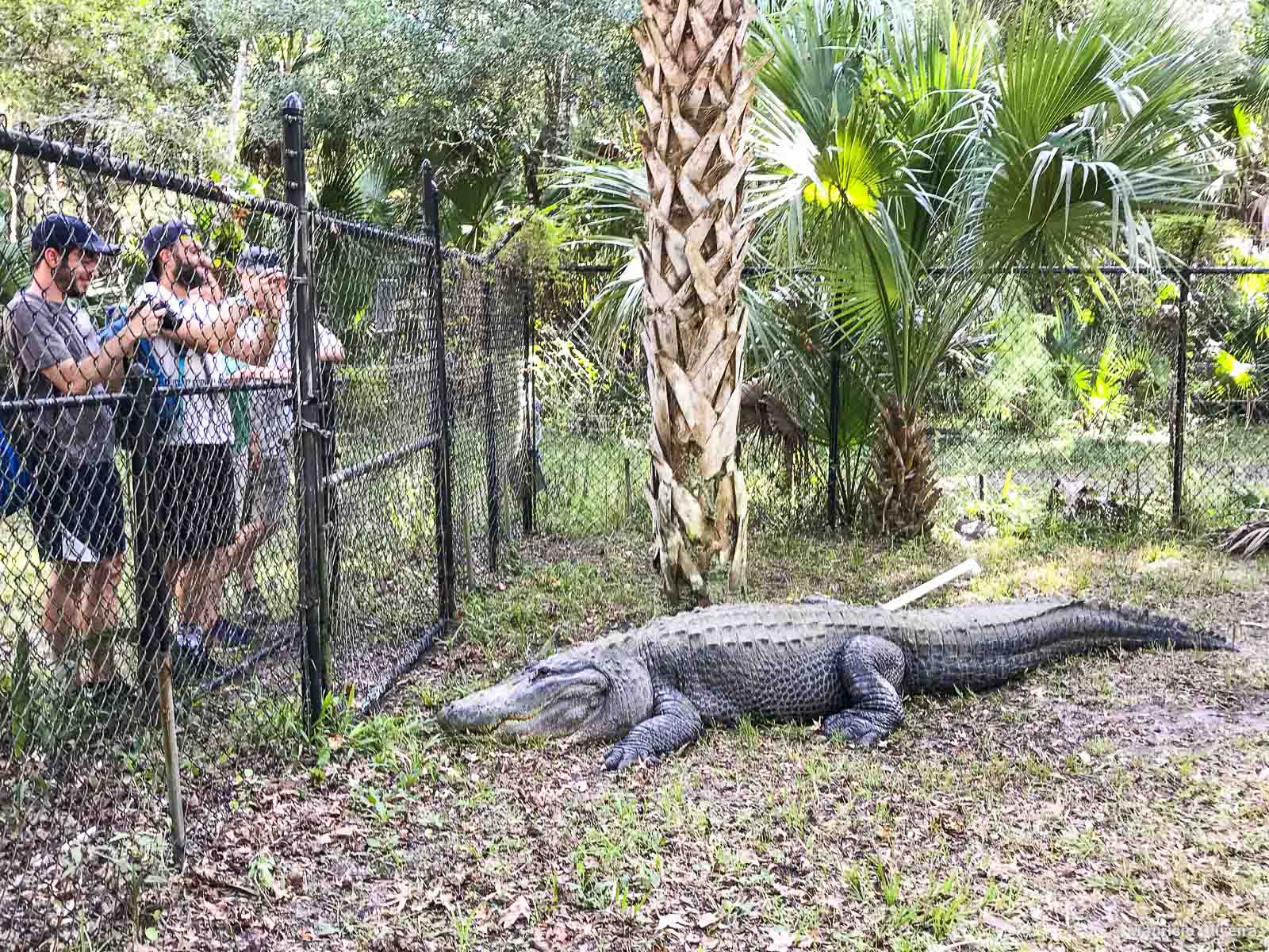 Withlacoochee River Alligator Inverness Florida Viagens Possíveis